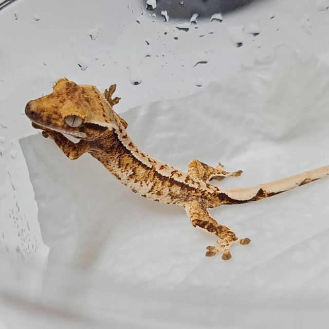 트라이 화이트핀 화이트스팟 텐저린 화이트