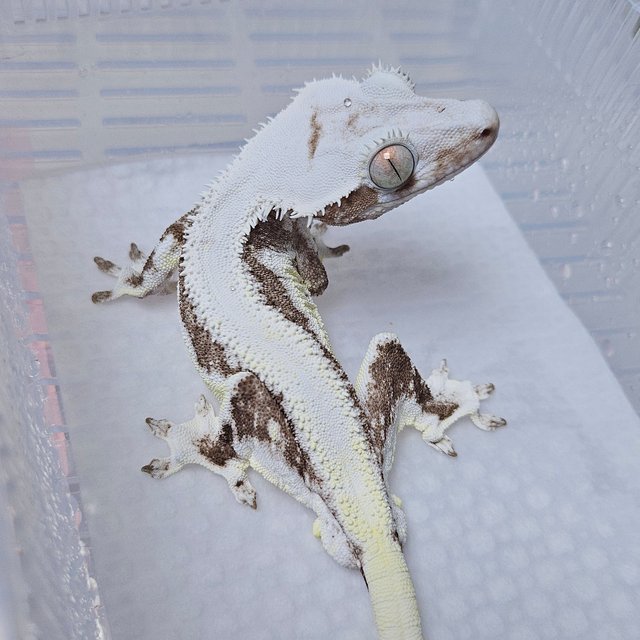 릴잔틱 솔리드백