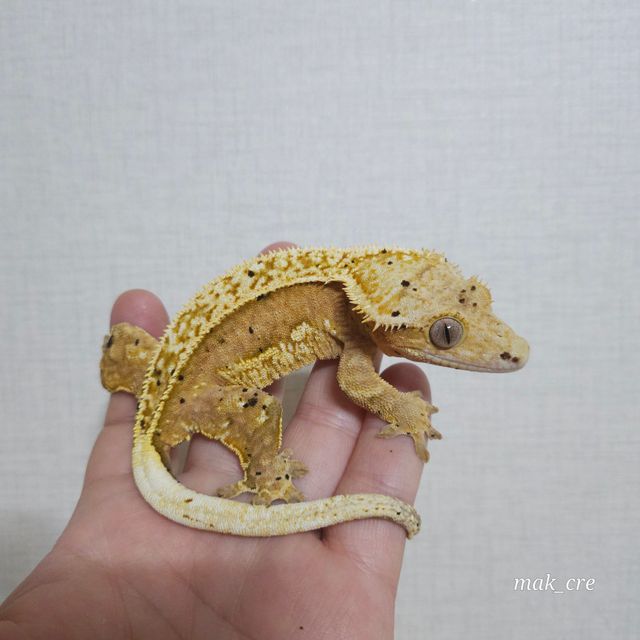 노멀 크림시클
