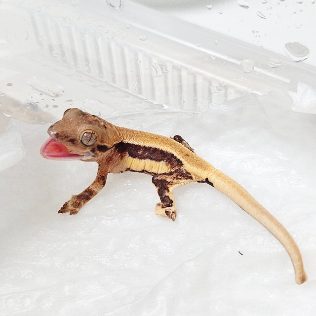 릴리화이트 솔리드백