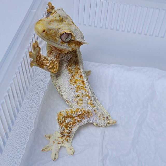 릴리화이트 크림시클 화이트