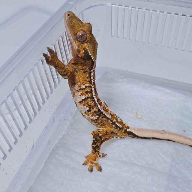 텐저린 화이트 화이트핀