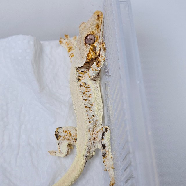 릴리화이트 솔리드백 트라이