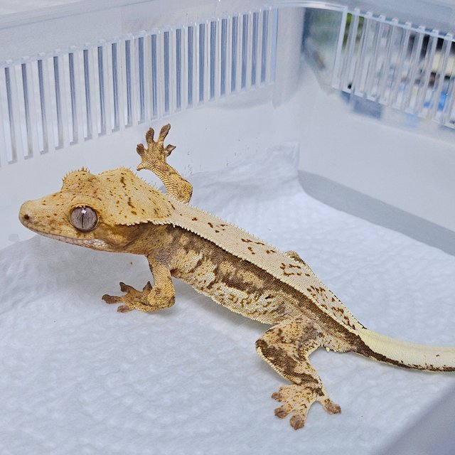 노멀 풀핀 쿼드