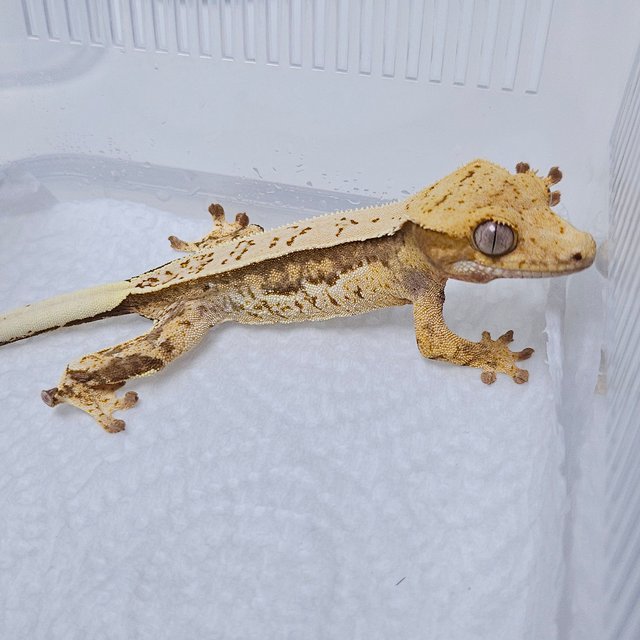 노멀 풀핀 쿼드