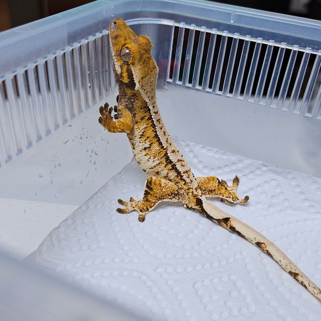 트라이 화이트핀 텐저린 화이트