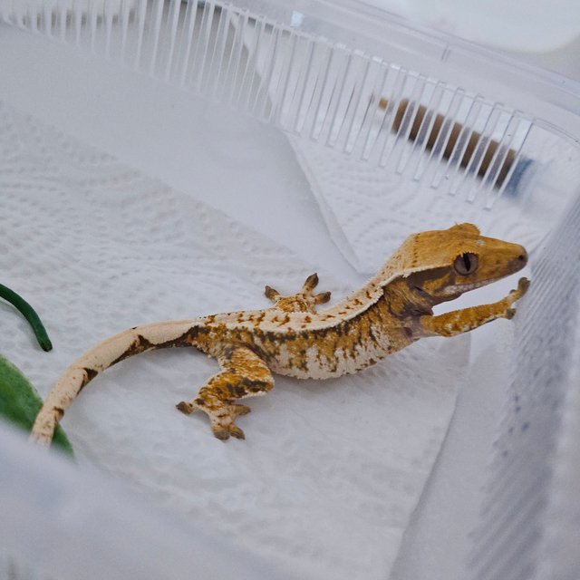 트라이 화이트핀 텐저린 화이트