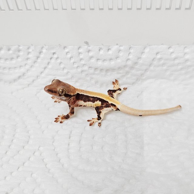 릴리100%헷아잔틱 솔리드백