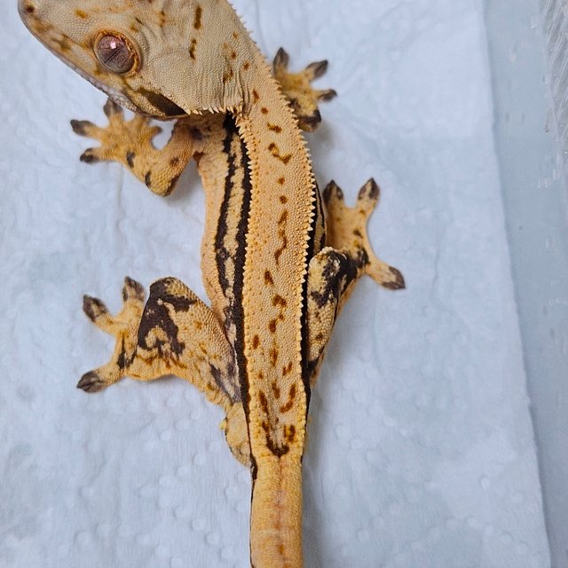 노멀 풀핀 쿼드