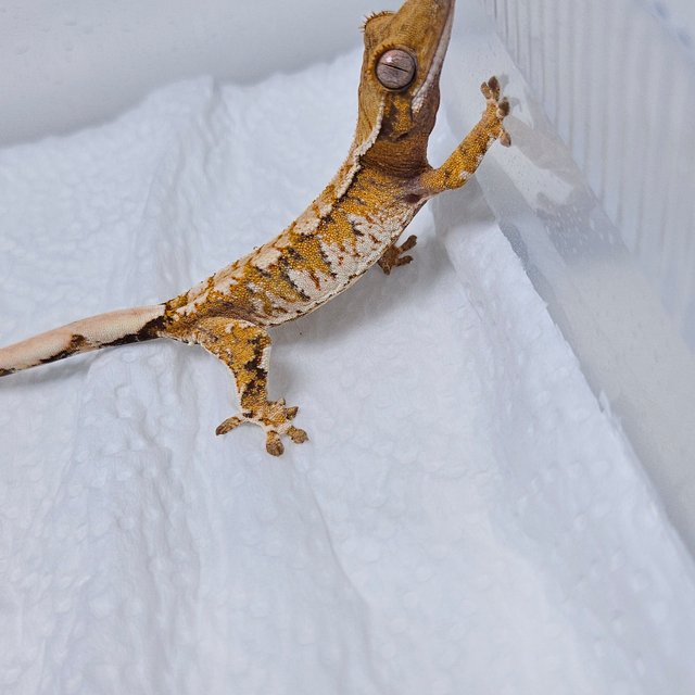 트라이 텐저린 화이트