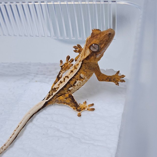 크림시클 화이트