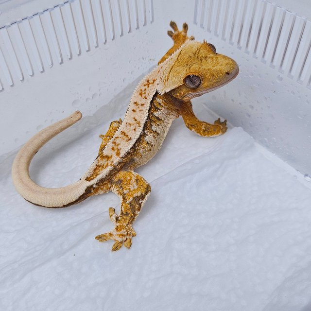 노멀 트라이 화이트핀 텐저린 화이트 화이트크라운