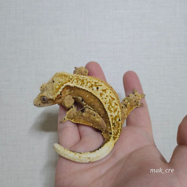 노멀 크림시클
