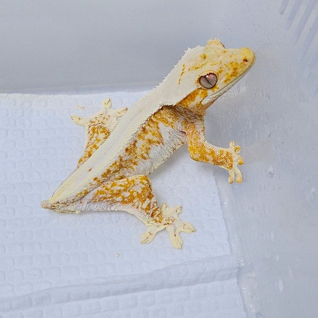 릴리화이트 크림시클 화이트