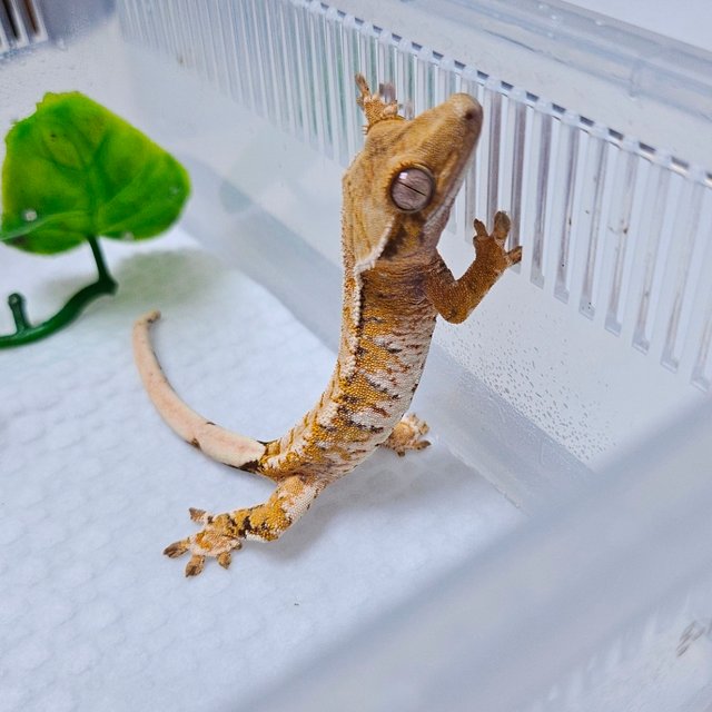 트라이 텐저린 화이트