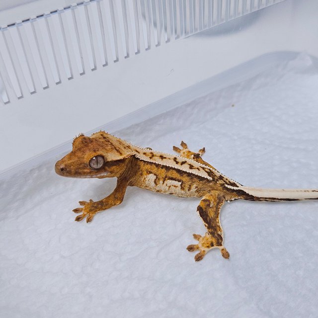 크림시클 화이트