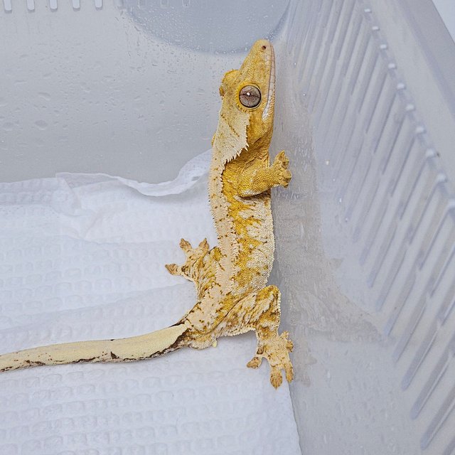 옐로우 화이트 크림시클