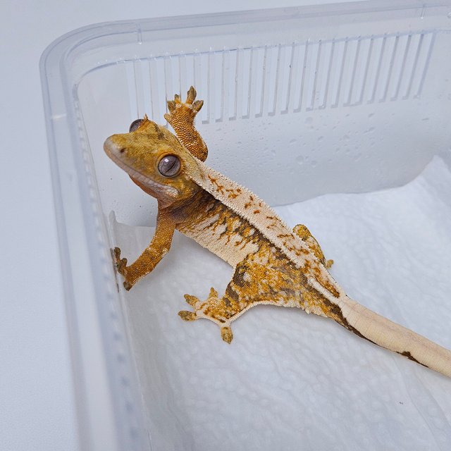 노멀 트라이 화이트핀 텐저린 화이트 화이트크라운