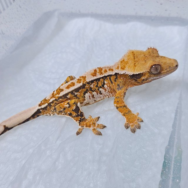 텐저린 화이트 화이트핀