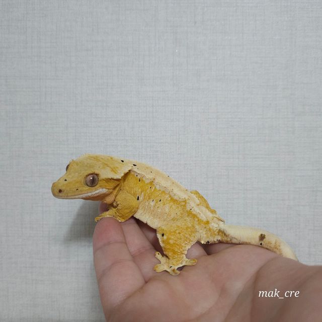노멀 드리피 화이트 옐로우