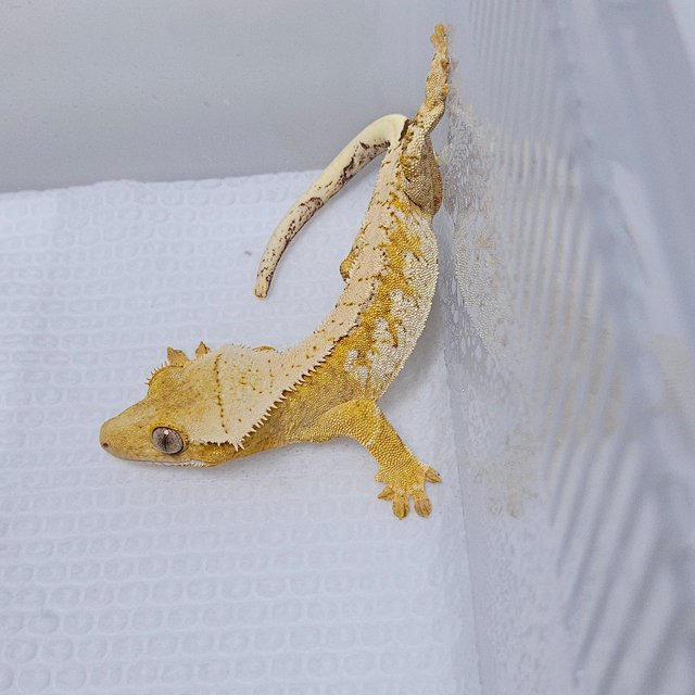 옐로우 화이트 크림시클