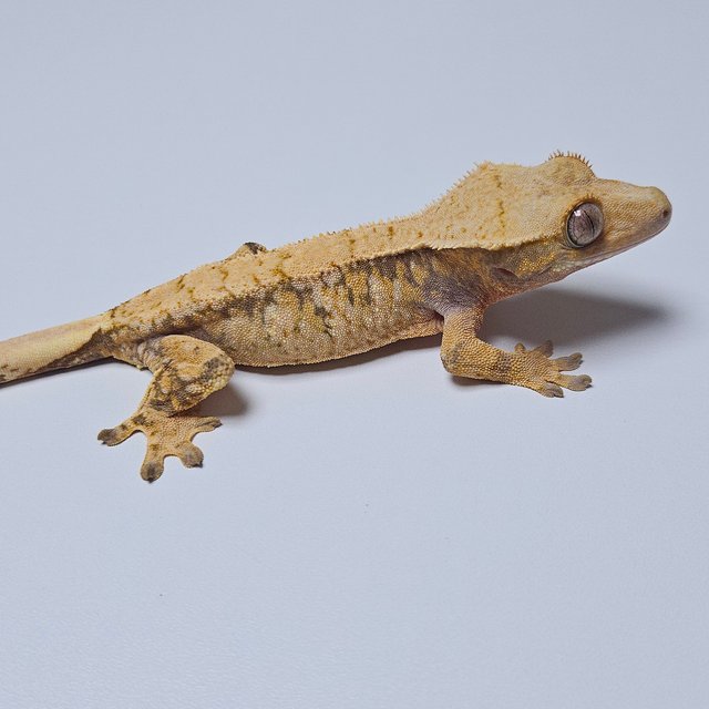 트라이 화이트스팟 드리피