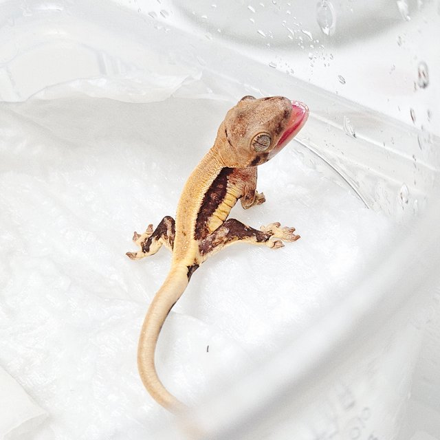 릴리화이트 솔리드백