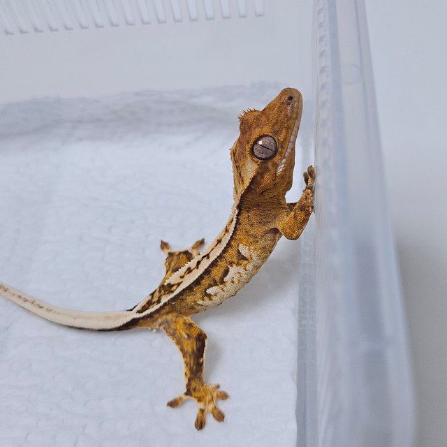 크림시클 화이트