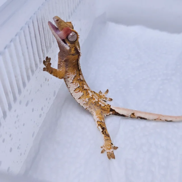 트라이 텐저린 화이트