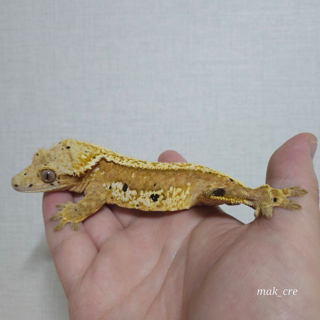 노멀 크림시클