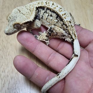 샤넬