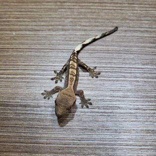 카푸치노8