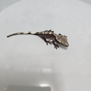 아잔틱 블랙