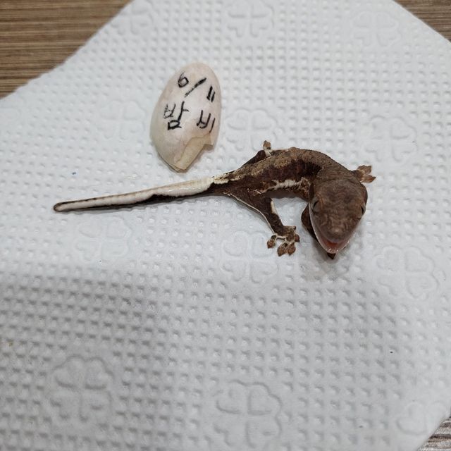 다크 팬텀 프라푸치노