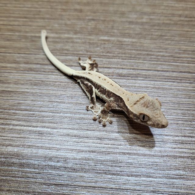 프라푸치노