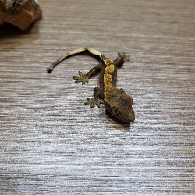 노멀 챠콜 다크 블랙