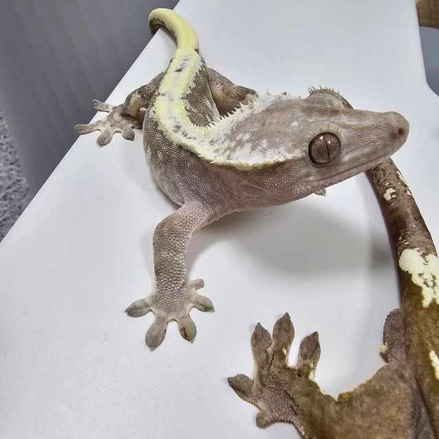 아잔틱 릴잔틱