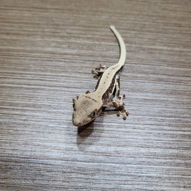 프라푸치노