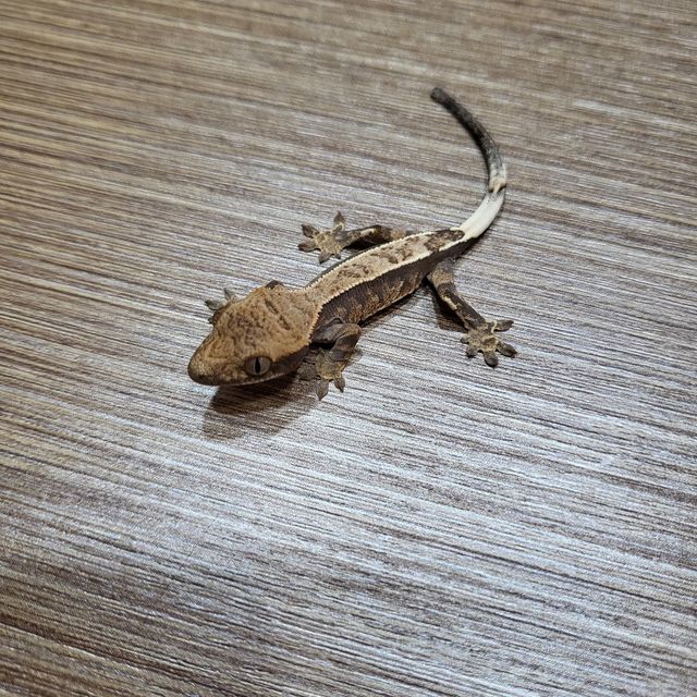 카푸치노 블랙