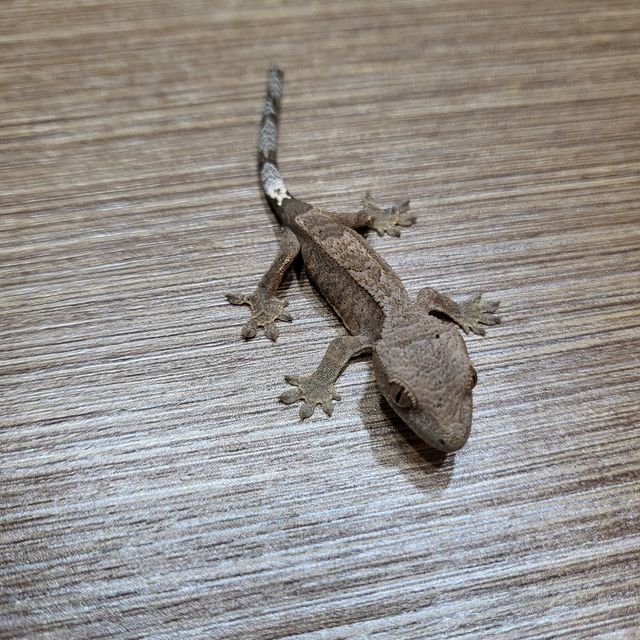 카푸치노 바이 패턴리스