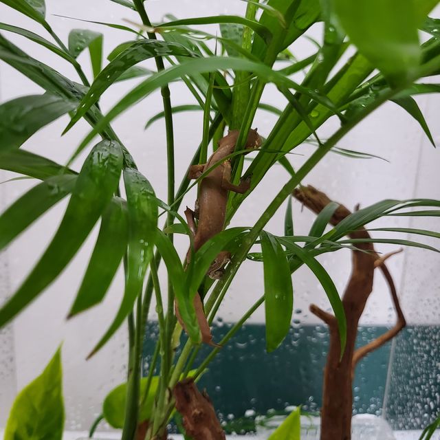 레드