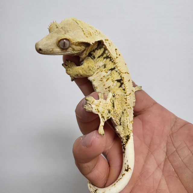 트라이