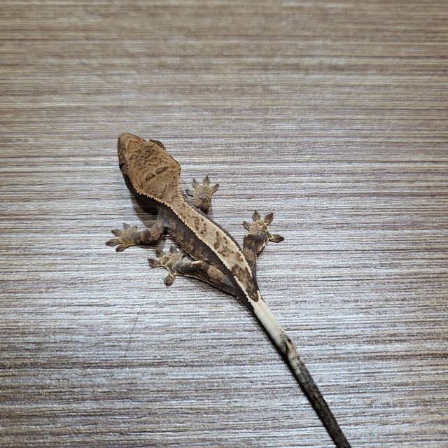 카푸치노 블랙