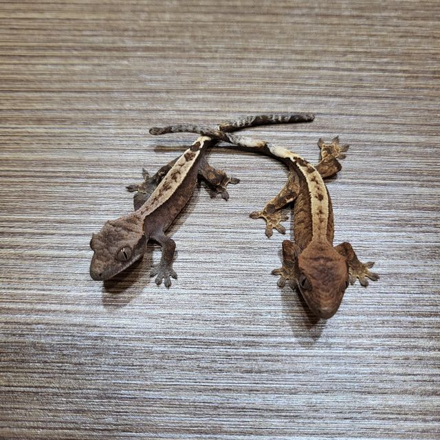 카푸치노