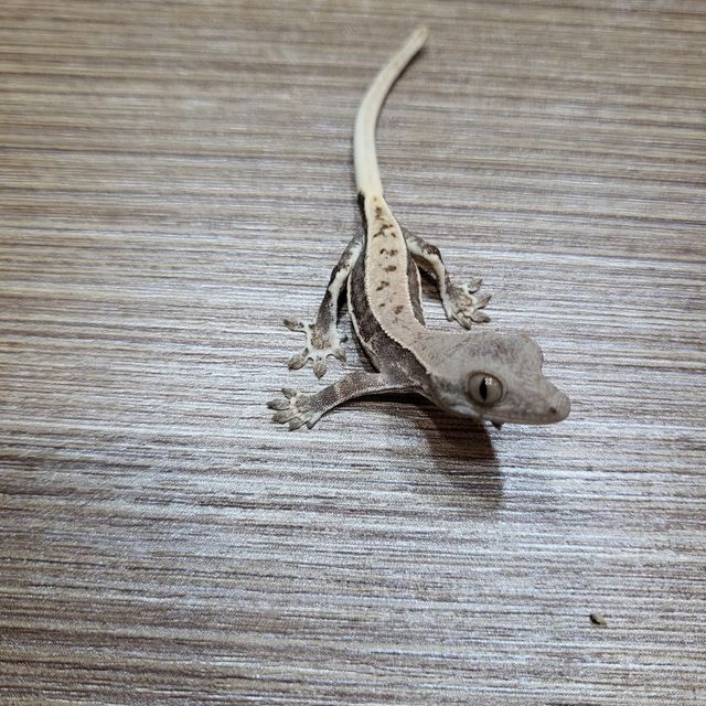 프라푸치노 팬텀