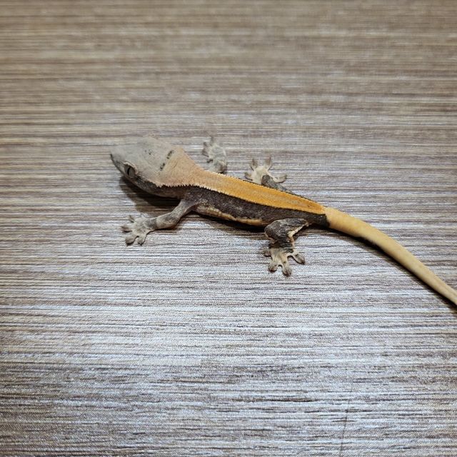 릴리화이트 블랙 화이트