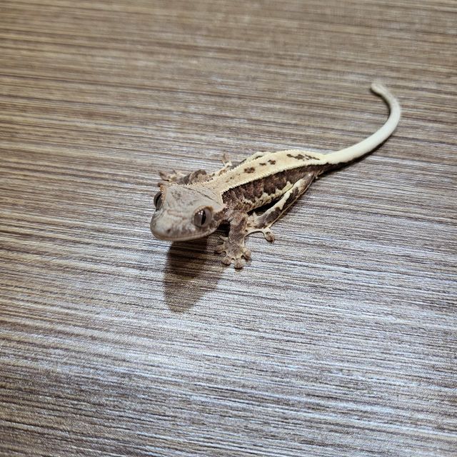 프라푸치노