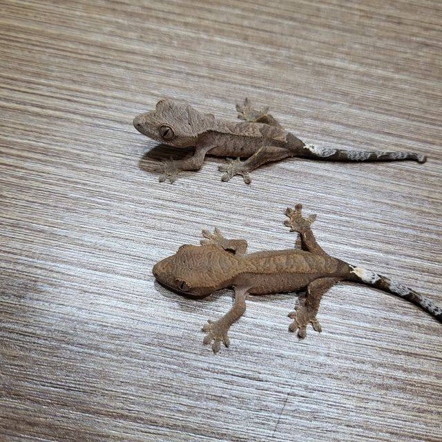 카푸치노 바이 패턴리스