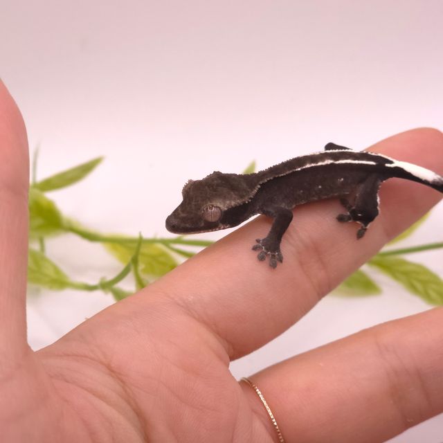 아잔틱 화이트포트홀