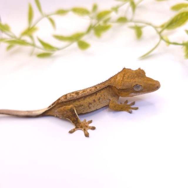 벅스킨 옐로우 스트로베리